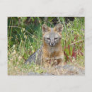 Search for wild wolf postcards Dog