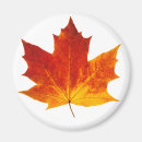 Search for red maple leaf magnets Autumn