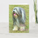 Search for bearded collie cards Canine