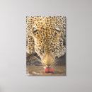 Search for kruger national park posters Outdoors