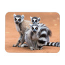 Recherche de lemur magnete Nature