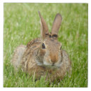 Recherche de lapin sauvage carreaux Mignon