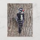 Recherche de piverts cartes postales Oiseau