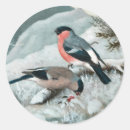 Search for bullfinch stickers Animal