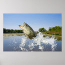 Search for jumping fish Outdoorsman