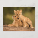 Recherche de deux lions cartes postales Faune