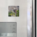 Search for predators magnets Bird