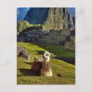 Search for machu picchu postcards Llama