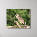 Search for crowned night heron art Bird