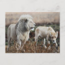 Recherche de panthere cartes postales Lion