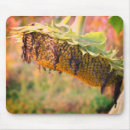 Search for sunflower seed electronics Nature