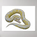 Search for constrictor art Python