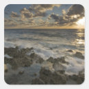 Search for caymans stickers Sunset