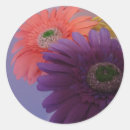 Recherche de marguerite de gerbera autocollants Nature