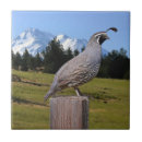 Recherche de cailles carreaux Faune