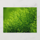 Search for green background postcards Leaves
