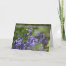 Search for belles cards Blue