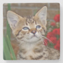 Recherche de savane dessous de verres Taches