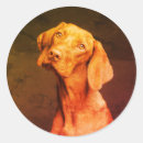 Search for vizsla stickers Cute