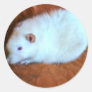 Search for fancy rat stickers Animals
