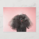 Recherche de visage de chien cartes postales Animal