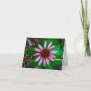 Search for coneflowers cards Purple flower
