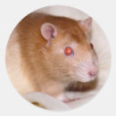 Search for fancy rat stickers Pets