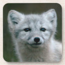 Recherche de kit dessous de verres Renard