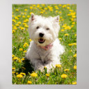Recherche de west highland terrier posters Mignon