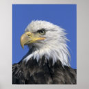 Search for eagle face posters Usa
