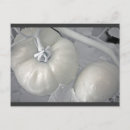 Recherche de tomates cartes postales Jardin