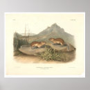 Search for audubon posters Library