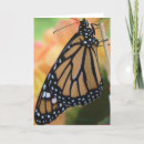 Search for monarch butterflies cards Black