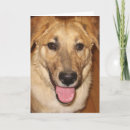 Search for vet graduation cards Graduate