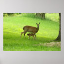 Recherche de whitetail deer posters Blanc