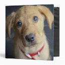 Search for puppy binders Pets
