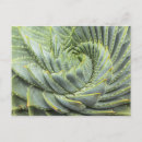 Recherche de aloès cartes postales Désert