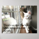 Recherche de chaton blanc posters Amoureux des chats