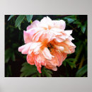 Search for spring pink posters Peony