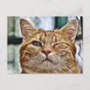 Search for winking postcards Animal