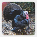 Search for wild turkey stickers Bird