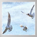 Search for seagull flying posters Wildlife