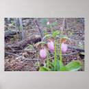 Search for lady slipper art Wild