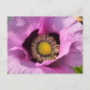 Recherche de coquelicots cartes postales Nature