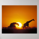 Search for africa silhouette posters Sunset