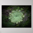Recherche de de reine posters Jardin