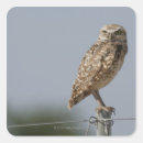 Search for burrowing stickers Usa