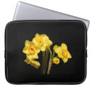 Recherche de jonquil coques Narcisse
