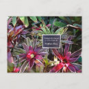 Recherche de botanical cartes postales Tropical