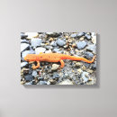 Search for salamander posters Animals